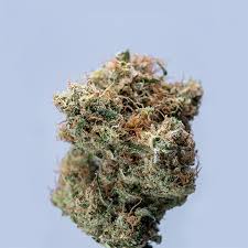 All You Need to Know About Marijuana Seeds Ohio