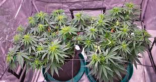 All You Need to Know About Marijuana Seeds Ohio